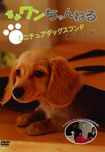 ワンちゃんねる ミニチュアダックスフンド(ゴールド) [DVD](中古品)