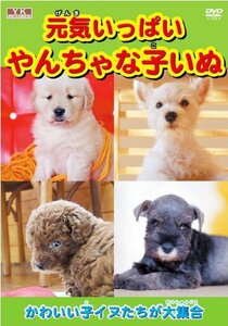 元気いっぱい やんちゃな子いぬ AYK-102 [DVD](中古品)