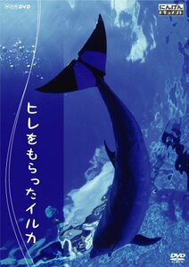 にんげんドキュメント ヒレをもらったイルカ [DVD](中古品)