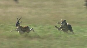 ワイルドライフ アフリカ大サバンナ 草食獣対肉食獣 生と死の攻防 [Blu-ray(中古品)