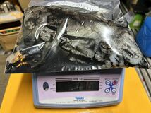 長島海峡　アオリイカ　6200g7匹　おまけモンゴイカ1160g1匹　沖〆速攻冷凍！　☆鮮度抜群☆ ミズイカ　モンゴイカ_画像8