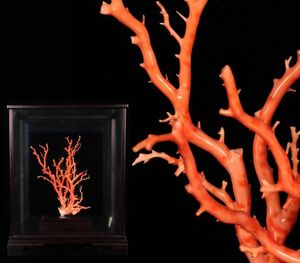  appreciation fine art natural very thick branch .. height 35cm all weight 4450g.. ornament glass case [61163ie]