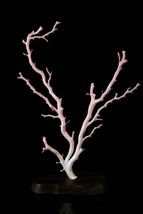 天然 珊瑚 原木 磨き仕上 枝珊瑚 桃色珊瑚 台座付 置物 装飾品 宝石 コーラル オブジェ[61162w]_画像2