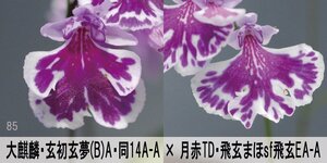 21-85-2 イワチドリ 岩千鳥 『大麒麟・玄初玄夢A・同14A-A×月赤TD飛玄まsf飛玄EA-A』 14球 【～L球】(交配品) 検(ウチョウラン、山野草)