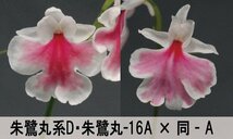 20-91 イワチドリ 岩千鳥 『朱鷺丸系D・朱鷺丸-16A×同-A』 15球 【～M球】(交配品)検(ウチョウラン、山野草)_画像2