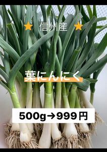 ⑤ 葉にんにく（小）500g 長野県産　信州　産地直送