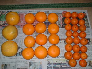 【送料無料】無農薬　みかん　柑橘類３種詰合せ　7.2kg　晩白柚　清見オレンジ　タンカン