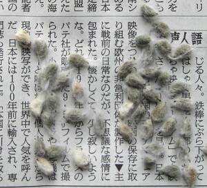 綿の種　河内木綿となる綿の種子３０粒　送料込み