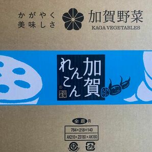 加賀れんこん　農薬不使用栽培　大、中、小を混ぜた 1キロ　新鮮　水堀り　モチモチ　伝統野菜　新規就農