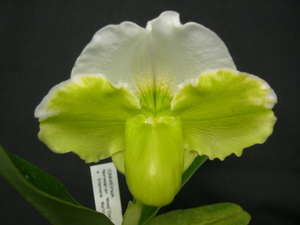 洋蘭パフィオPaph.Cool Vision グリーン白ドーサル良型初花 若い株