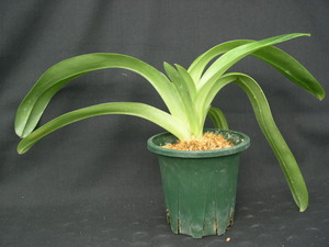 洋蘭パフィオPaph.(Jolly Green Gem'Mikkabi' x Lambert Day'Wakakusa') BS苗