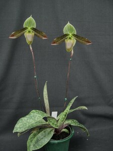 洋蘭パフィオPaph.wardii 2本立花付き5芽良株