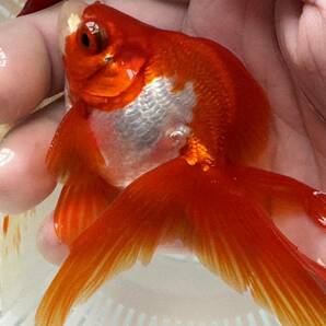 信州飯田産金魚◯中サイズ！ＳＬＴ更紗琉金１ペア⑦スーパーロングテール◯約１０センチ◯二歳魚◯上物特選魚！の画像5