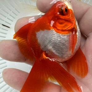 信州飯田産金魚◯中サイズ！ＳＬＴ更紗琉金１ペア⑦スーパーロングテール◯約１０センチ◯二歳魚◯上物特選魚！の画像6
