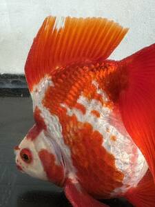 信州飯田産金魚●超巨大！更紗琉金１匹●約１８センチ●三歳魚●上物特選魚！ハイグレード！