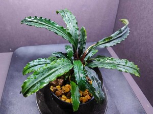 Bucephalandra sp.”Sekadau3 wavy leaf” TB便 水上葉 ブセファランドラ スカダウ3 ウェービーリーフ 斑入り葉あり