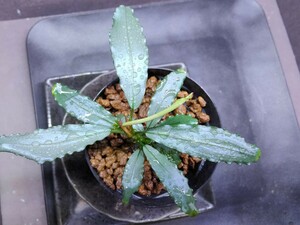Bucephalandra sp.”Aurora” KN便 水上葉 1株 ブセファランドラ sp オーロラ
