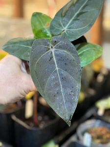 UJ Anthurium hybrid’ Black velvet’(cv Thailand’ アンスリューム　ブラックベルベット