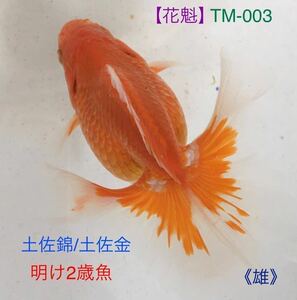 【花魁】TM-003 土佐錦/土佐金・明け2歳魚11㎝《雄》（動画有り）