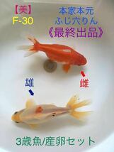 【美】F-30 本家本元・ふじ六りん/3歳魚（産卵セット）最終出品《動画有り》地金、ロクリン、江戸地金_画像1