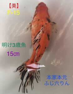 【美】F-15 本家本元・ふじ六りん/明け3歳魚・15㎝《動画有り》地金、ロクリン、江戸地金