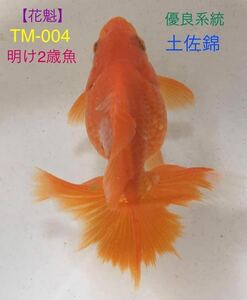 【花魁】TM-004 土佐錦/土佐金・明け2歳魚10.5㎝《雄》（動画有り）