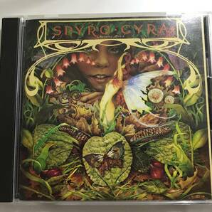 音楽CD★スパイロジャイラ モーニングダンス SPYRO GYRA MORNING DANCE の画像1