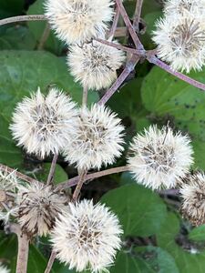 花の種 ツワブキの種　30粒以上　山野草　日陰のお庭