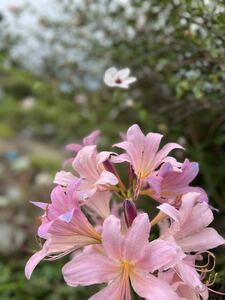 夏スイセン　球根　丈夫で育てやすい。