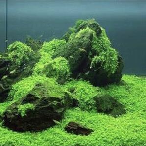 種から育てる水草 水草の種【小さい葉と大きい葉】各5gセットの画像6