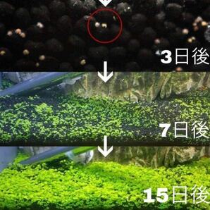 種から育てる水草 水草の種【小さい葉と大きい葉】各5gセットの画像3