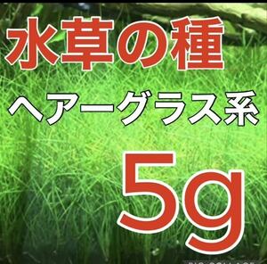 種から育てる水草　水草の種【ショートヘアーグラス系】5g