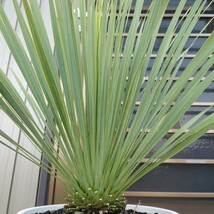 ◆ユッカロストラータ Yucca rostrata 《Ｈ＝約75cm・8号》◆ ドライガーデン ロックガーデン 南国リゾート 90_画像7