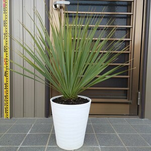 ◆ユッカロストラータ Yucca rostrata 《Ｈ＝約75cm・8号》◆ ドライガーデン ロックガーデン 南国リゾート 90