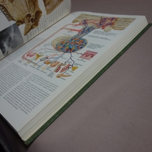 1970 second printing The CIBA Collection of Medical Illustrations Volume 4 Endocrine System and Selected Metabolic Diseases_画像6