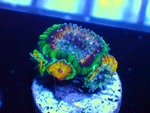 【AJISAI】＊オーストラリア産＊『カクオオトゲキクメイシ』(OG Rainbow Acan cf. lordhowensis)＊ブリード個体大放出＊/ サンゴ・コーラル