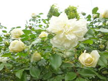 白バラ名花　　　アルベリックバルビエ超長尺苗_画像2