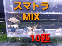 【自家繁殖】スマトラ MIX 10匹 タイガーバルブ_画像1