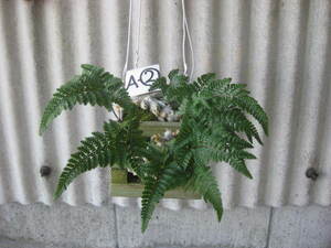 石化トキワシノブ　コケ玉 木枠入り吊り　　A-②　　　シダ 常盤シノブ 苔玉 山野草 古典植物