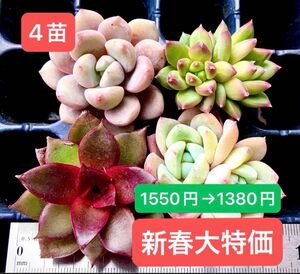 限定SALE★4苗1380円★韓国苗★レッドバラ、幻の夢双頭、千代田の松双頭、白鷺★可愛い紅葉大苗美苗★多肉植物★エケベリア