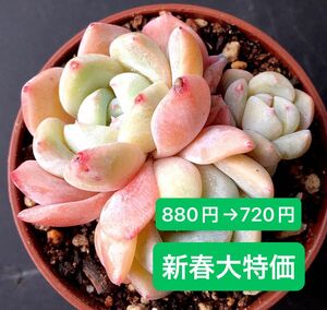 新入荷★韓国苗★幻の夢★群生★可愛い紅葉大苗★超美苗★多肉植物★エケベリア