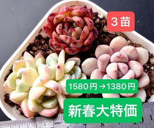 限定SALE★3苗1580円→1380円★韓国苗★幻の夢群生、白鷺、オリジナルドラゴン★可愛い紅葉大苗美苗★多肉植物★エケベリア