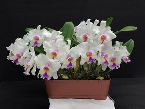 Rlc. Warm Color　' Big Foot '　SM / JOGA　MC　100株限定品　洋蘭　カトレア　花に傷みあり今期最終