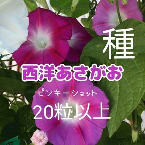 長時間ダイナミックにたくさん咲く！西洋朝顔 大輪 あさがおの種 ピンキーショット 《種20粒以上》