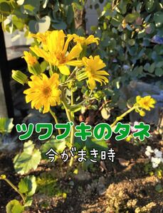 ツワブキのタネ・石蕗・冬の花《今が撒き時です！》 多年草 常緑 ガーデニング