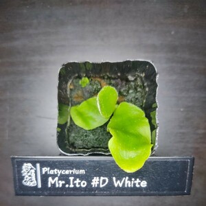 ［ビカクシダ］Mr. Ito #D White (Meramera White) メラメラ　ホワイト 幼苗 No.0223