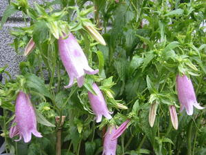 ホタルブクロ苗n1★薄い紫色 山野草 育てやすい多年草★高さ20cm 5月に咲く3株
