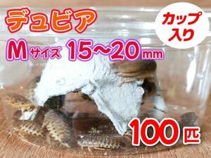 【送料無料】 デュビア Mサイズ 1.5～2.0cm 100匹 カップ入り アルゼンチンモリゴキブリ 肉食熱帯魚 爬虫類 両生類 [3553:broad2]