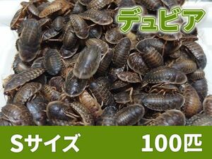 【送料無料】 デュビア Sサイズ 1.0～1.5cm 100匹 紙袋配送 アルゼンチンモリゴキブリ 肉食熱帯魚 爬虫類 両生類 [2799:broad2]