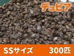 [ free shipping ]te. Via SS baby size 1.0cm and downward 300 pcs paper bag delivery Argentina moli cockroach meat meal tropical fish reptiles amphibia [2804:broad2]